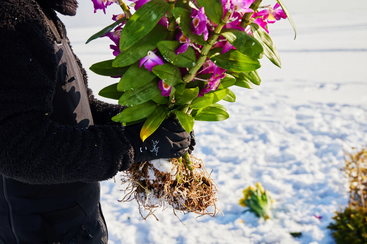 Frozen Flowers 2023 | AMKK（東信, 花樹研究所）